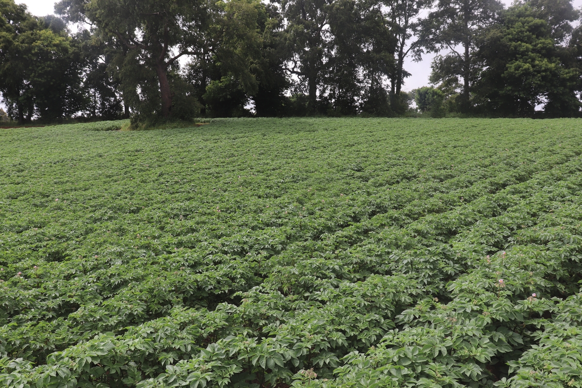 Expansive green potato fields under cloudy skies, representing sustainable agriculture.
